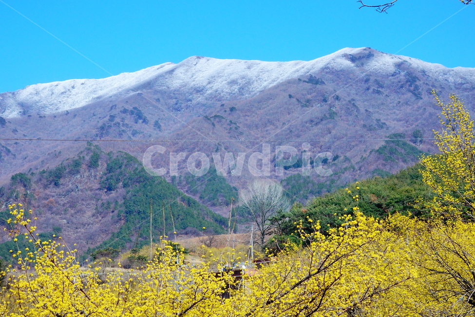 nature,mountain,산수유,구례,봄,춘설,지리산,자연,풍경,nature,landscape