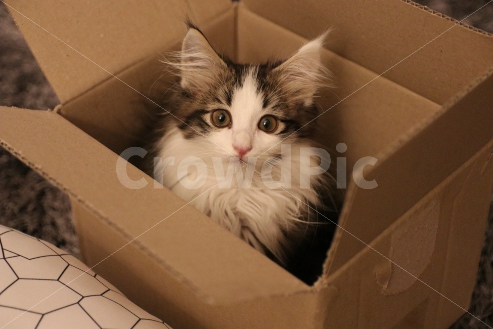 고양이,아기고양이,반려동물,냥이,애완동물,노르웨이숲,동물,animal,포유류,mammal,고양이,cat,kitten,kitty