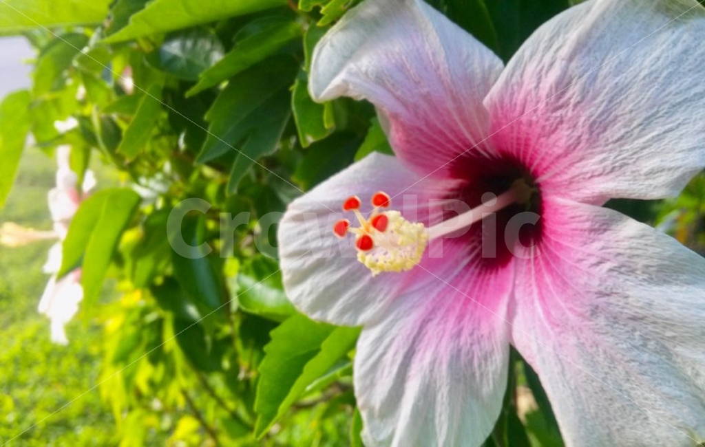 flower,white,beautiful,natural,green,꽃,흰색,아름다운,아름다움,자연,녹색,식물,식물,자연,plants,nature,꽃,flower