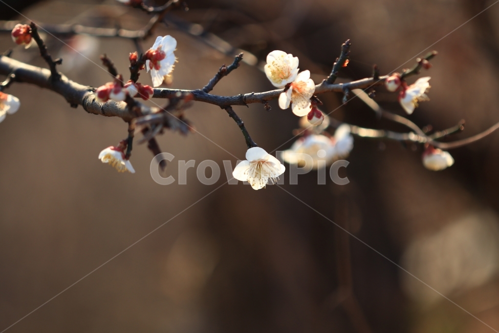 매화,꽃,매실꽃,봄,봄꽃,풍경,접사,식물,자연,plants,nature,꽃,flower