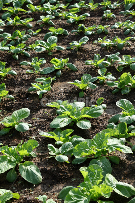 배추밭,배추,배추농사,배추재배,텃밭,채소,농업,농사,agriculture,farming,farming industry