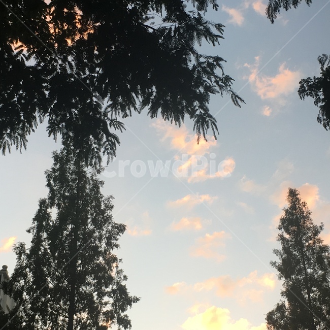 노을,sunset,가로수,하늘,streettrees,sky