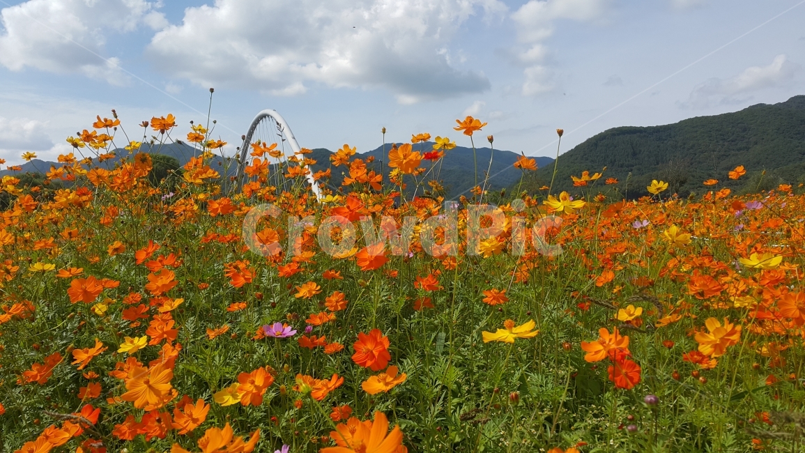 꽃,가을,바람,하늘,구름,가을,계절,fall,autumn,season,자연,풍경,nature,landscape,식물,plants,꽃,flower,field,들,grassland,목초지,outdoors,옥외