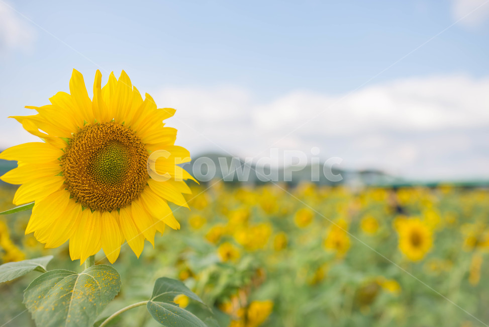해바라기,sunflower,꽃,꽃밭,노랑,노란색,yellow,green,초록색,하늘,구름,cloud,sky,blue,하늘색,초록,여름,summer