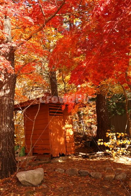 가을잎,단풍잎,단풍나무,빨간색,빨간잎,가을,계절,fall,autumn,season,자연,풍경,nature,landscape,plant,식물,leaf,잎,tree,나무,housing,주택,building,건물