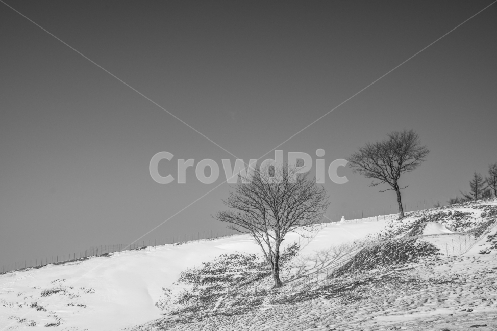 풍경,흑백,겨울,눈,양떼목장,나무,겨울,계절,winter,season,자연,풍경,nature,landscape,흑백,모노톤,monochrome,black and white,outdoors,옥외