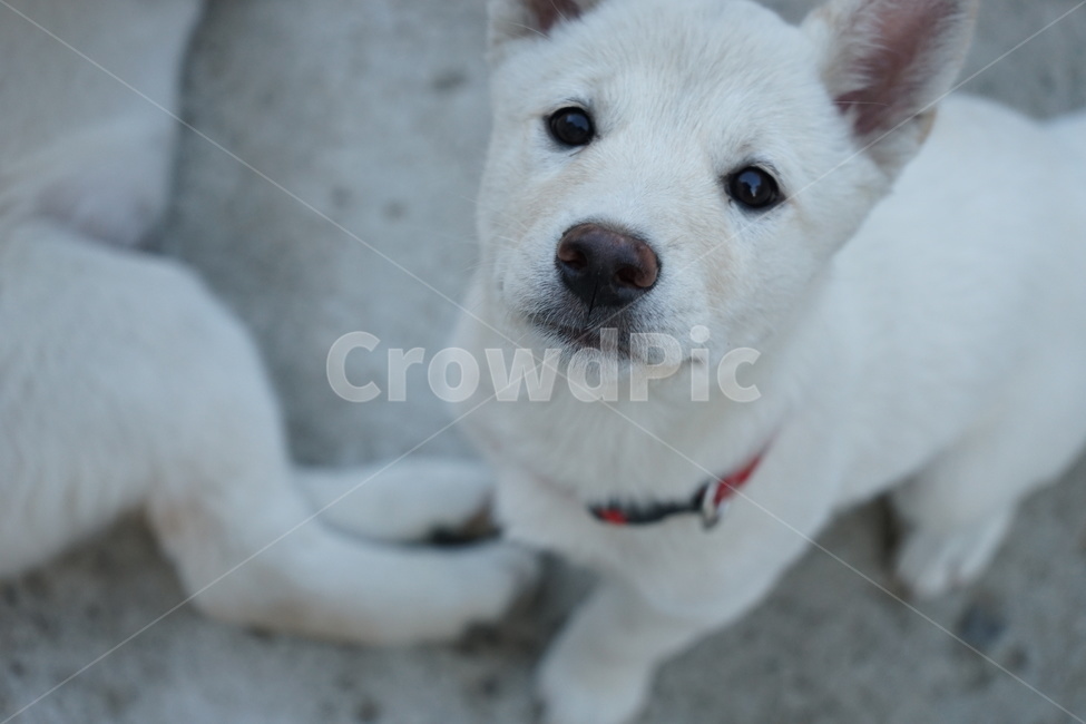 백구,진돗개,흰둥이,강아지,순둥이,개,반려견