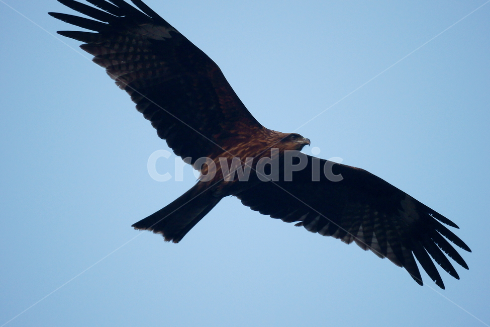 솔개,조류,새,하늘,날개,비행,동물,animal,조류,새,birds