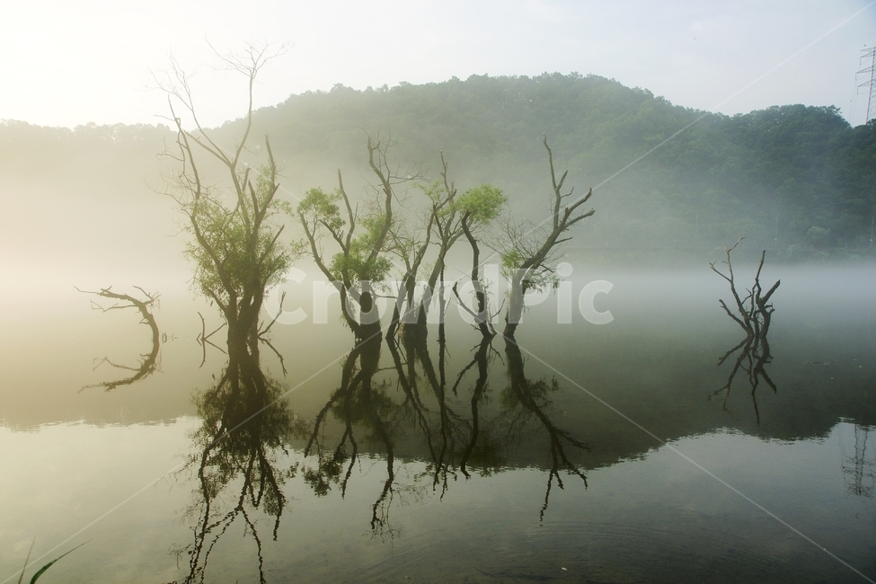 물안개,금강,대청댐,신선한아침,나무,자연,풍경,nature,landscape,한국자연풍경,한국자연경관,korea nature landscape,weather,날씨,outdoors,옥외,fog,안개,mist