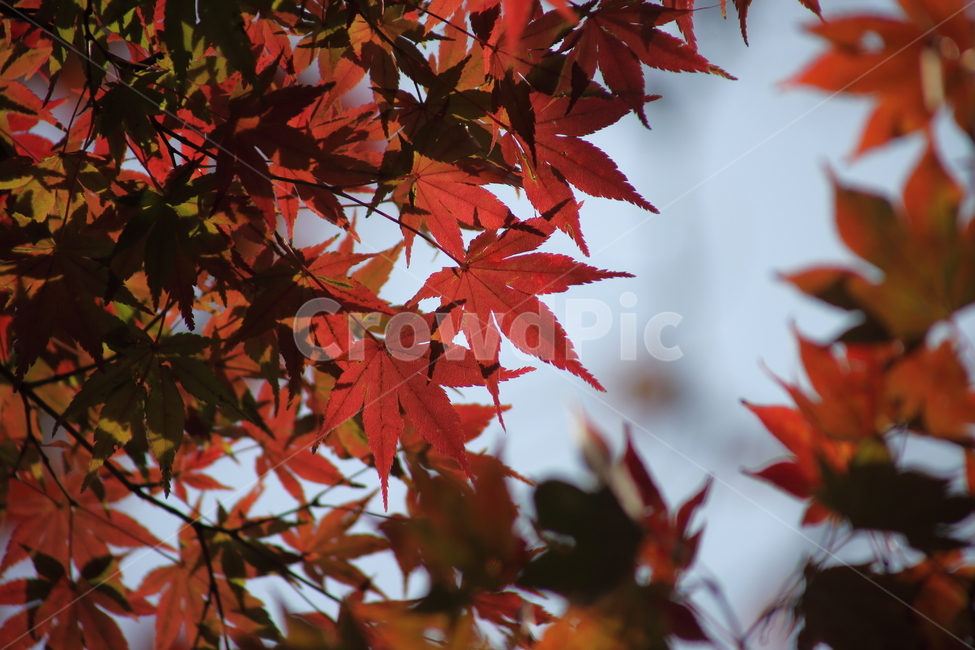 단풍,단풍나무,엽록소,가을,redleaves,가을,계절,fall,autumn,season,leaf,잎,plant,식물,tree,나무,maple