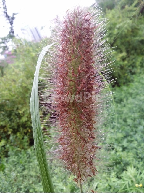 식물,plant,자연,풀,잎,식물,자연,plants,nature