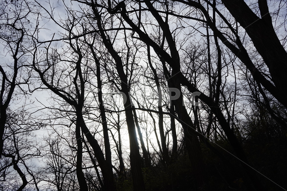 실루엣,초겨울,계절,하늘,silhouette,자연,가지,고목,나무,blue,season,winter,branch,tree,식물,자연,plants,nature,나무,trees,wood