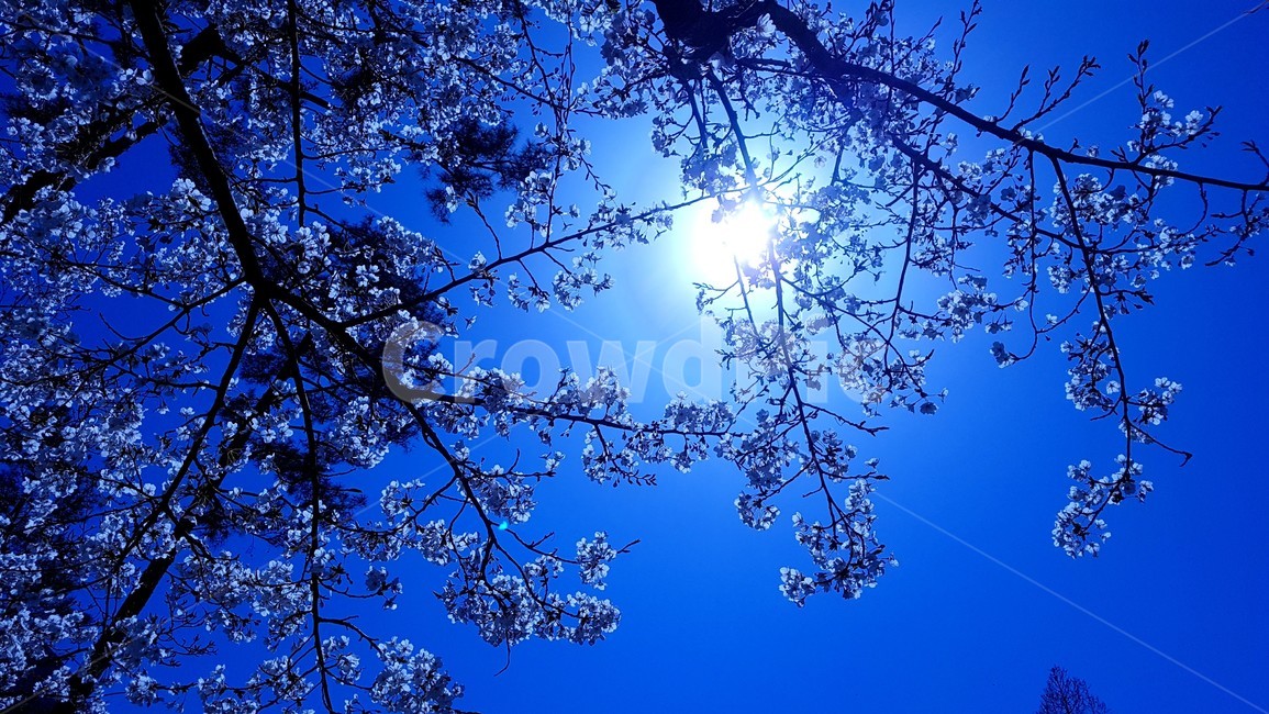 벚꽃,꽃나무,나무,파란하늘,빛,태양