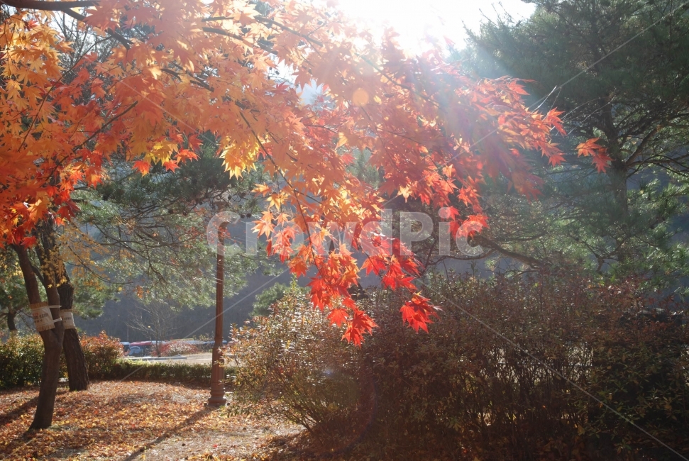 가을,단풍,붉은색,역광,빨간잎,나무,빛,반사,plants,풍경,계절,가을,계절,fall,autumn,season,자연,풍경,nature,landscape,plant,식물,leaf,잎,tree,maple