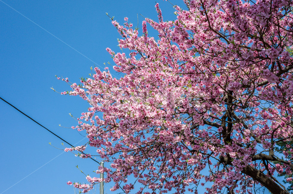 벚꽃,봄,벚꽃축제,벚꽃놀이,벚나무,꽃,계절,4월,자연,식물,나무,아름다운,cherryblossoms,spring,flower,season,april,nature,plant,tree,sensibility,beautiful