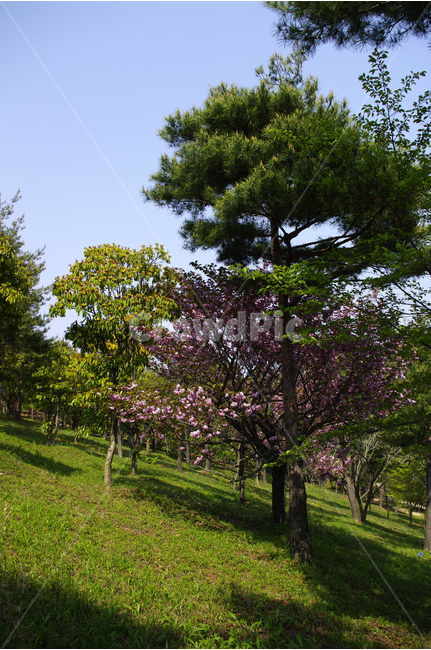 수목원,숲,나무,식물,flower,plants,nature,식물,자연,plants,nature,나무,trees,wood