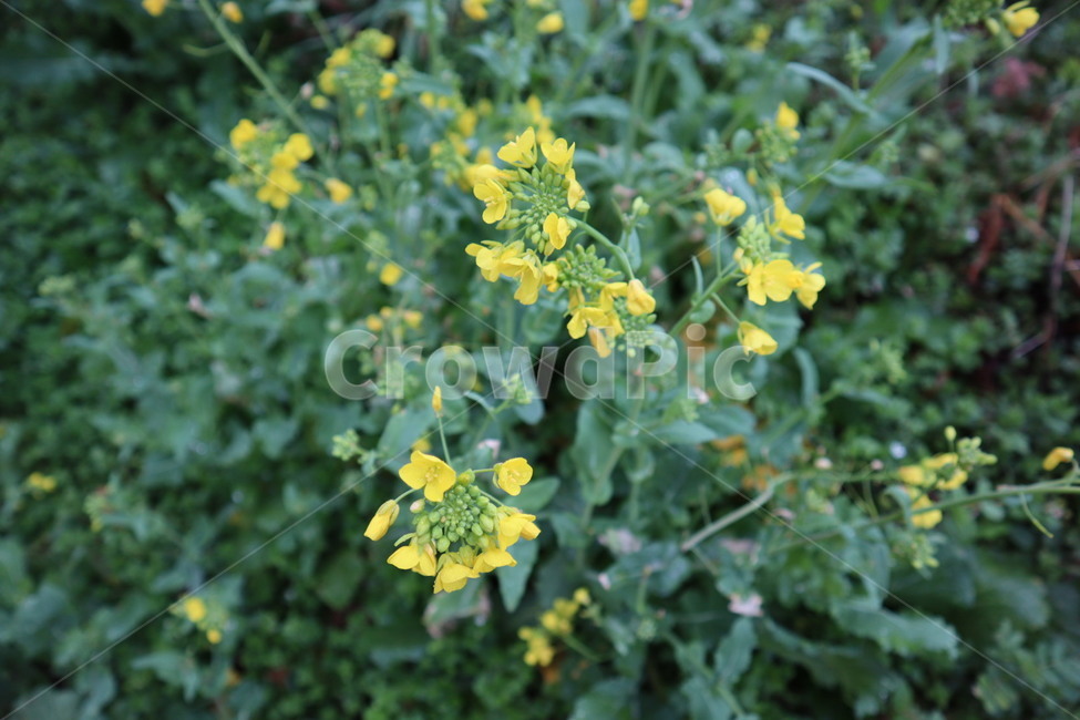 plant,flower,jeju,jejudo,식물,유채꽃,꽃,풀꽃