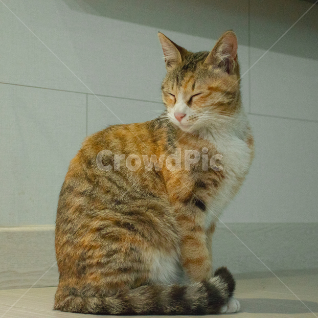 고양이,길고양이,동물,cat,animal,애완묘,귀여움,집사,냐옹이,야옹,meow,fluffy,fur,cute,cuteness,adorable,삼색고양이,초상화,portrait,straycat,kitty,kitten,암컷고양이,얌전,동물,animal,포유류,mammal,고양이,cat,kitten,kitty
