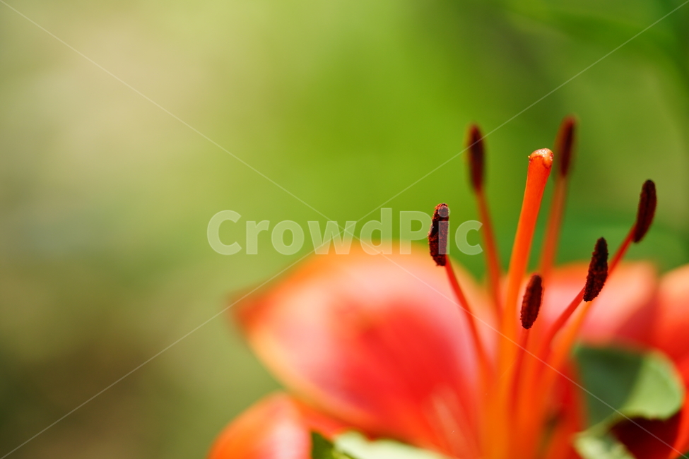 꽃,플라워,색감,컬러,주황색,오렌지빛,식물,접사,flower,생명,나리꽃,감성사진,자연,컬러풀,식물,자연,plants,nature,꽃,flower