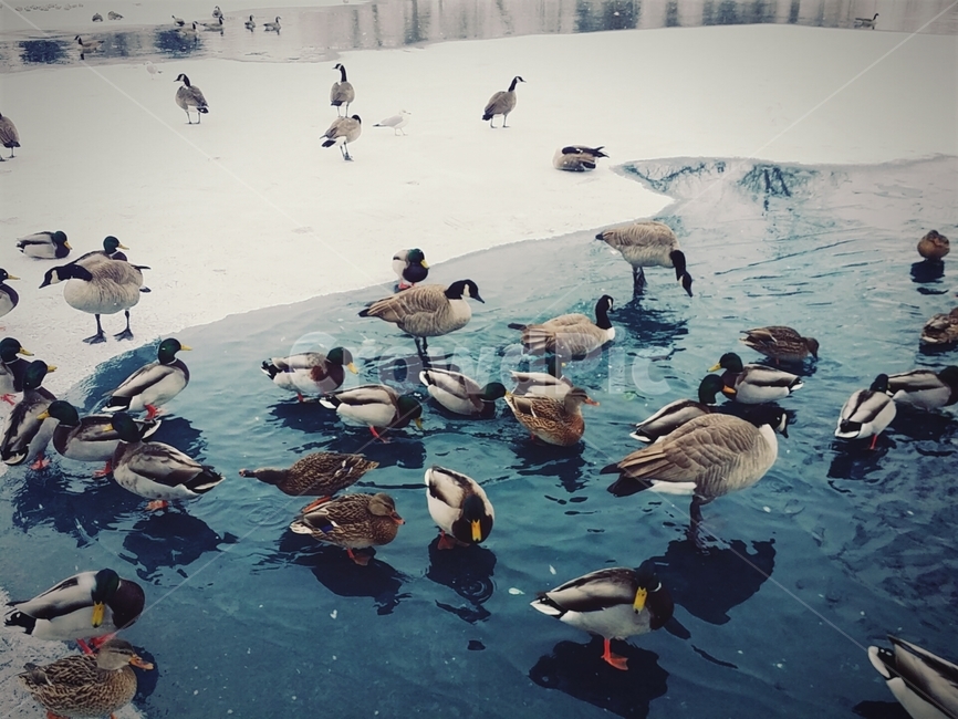 bird,새,animal,동물,waterfowl,청둥오리,mallard,오리,duck,물새,겨울,겨울,계절,winter,season,동물,animal,조류,새,birds