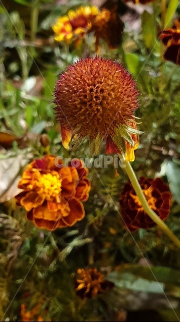 가을,가을꽃,꽃,둥근꽃,천인국,식물,자연,plants,nature,꽃,flower