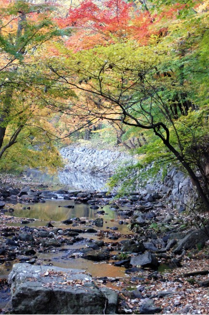 가을,단풍,나무,식물,자연,계곡물,그림자,자연풍경,감성,예쁨,아름다움,nature,autumn,trees,낙엽,가을,계절,fall,autumn,season,water,물,outdoors,옥외,stream,흐름,creek,작은 만