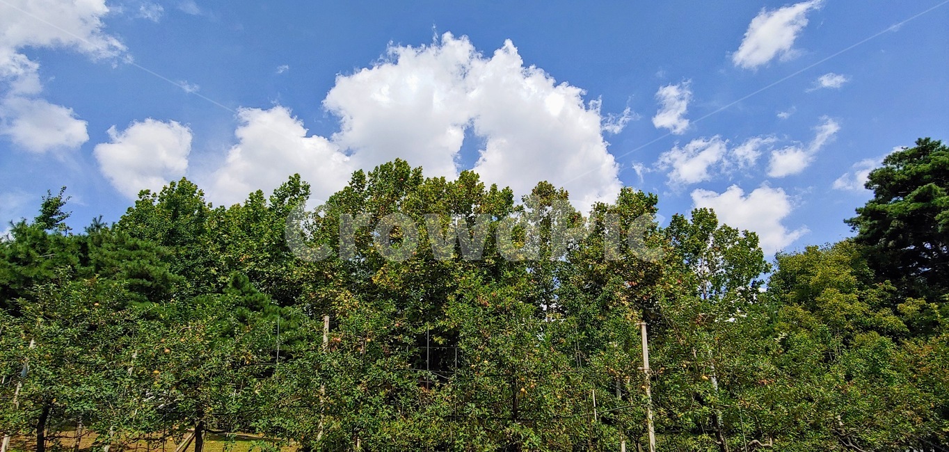 weather,날씨,nature,자연,outdoors,옥외,cloud,구름,sky,하늘,cumulus,적운,숲