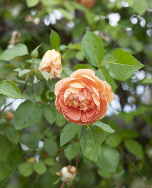 꽃,식물,정원,가을,봄,장미,flower,flowers,garden,plant,고화질,빈티지,감성,식물,자연,plants,nature,꽃,flower