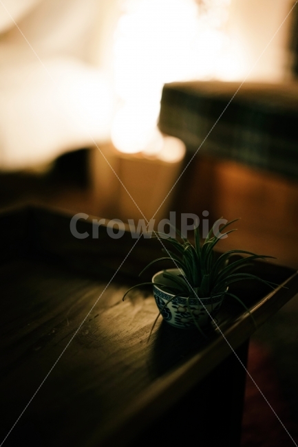 식물,꽃,카페,풍경,자연,감성사진,사물,여름,색감,일상,밤,푸른,자연풍경,식물,자연,plants,nature,감성,sensible,feeling,인테리어,실내디자인,interior design