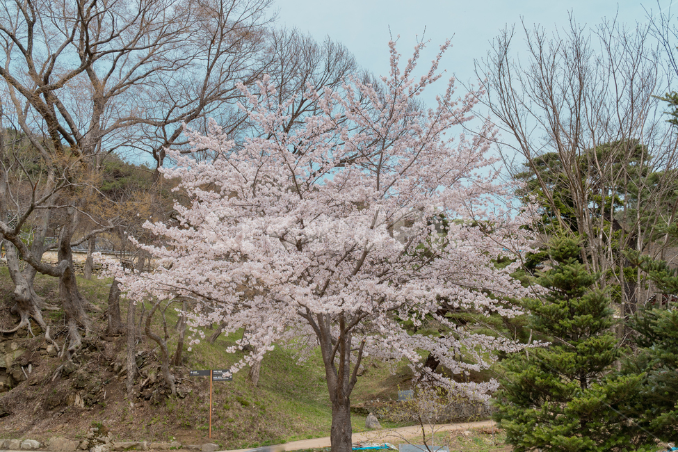 계절,봄,벚꽃,나무,자연,봄,계절,spring,season,식물,자연,plants,nature,나무,trees,wood,plant