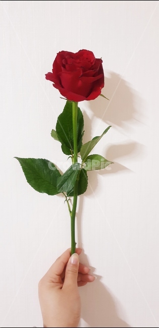 blossom,rose,장미,식물,flower,꽃,손,plant,꽃,flower