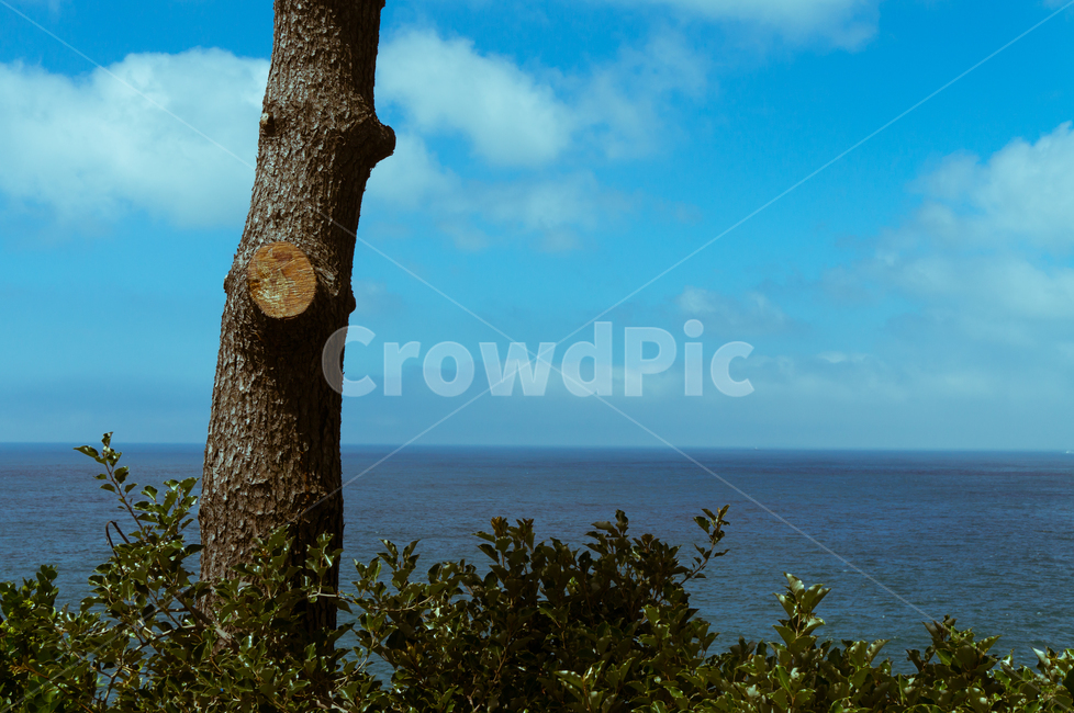 tree,nature,자연,나무,바다