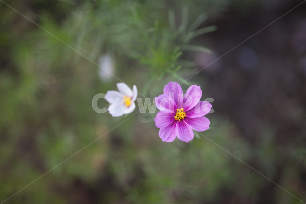꽃,봄,식물,botanical,flower,식물,자연,plants,nature,꽃,flower