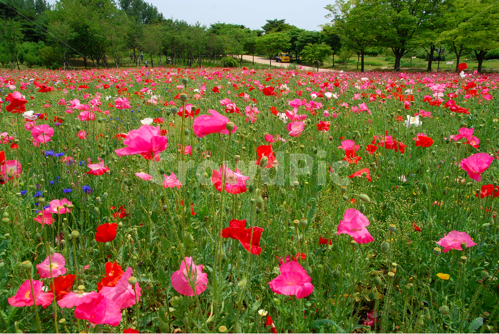 꽃양귀비,양귀비꽃,5월,정원,가든,꽃밭,공원,park,flowers,plant,beautiful,poppy,아름다운,꽃송이,꽃잎,봄,계절,spring,season,자연,풍경,nature,landscape,식물,plants,꽃,flower