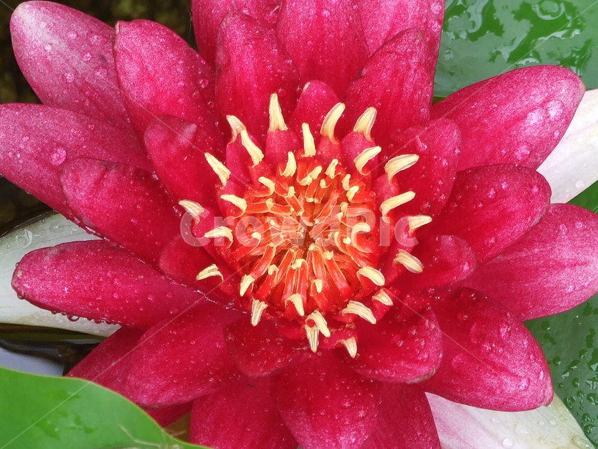 식물,꽃,꽃잎,연꽃,겹꽃,식물,자연,plants,nature,꽃,flower