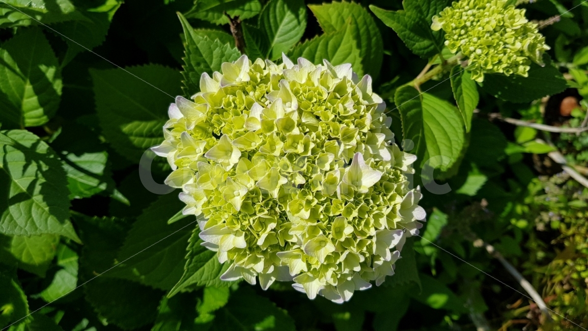 수국,꽃,예쁜꽃,하얀수국,여름꽃,식물,자연,plants,nature,꽃,flower