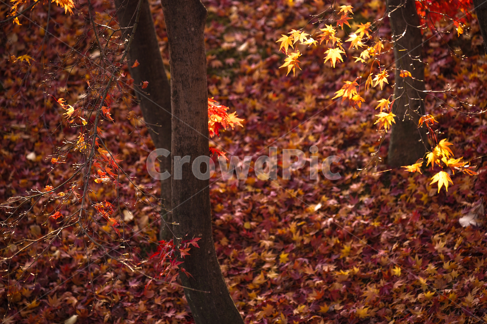 가을,산,숲속,단풍,낙엽,계절,감성,나무,식물,자연,가을,계절,fall,autumn,season,식물,자연,plants,nature,나무,trees,wood,leaf,잎,plant,tree
