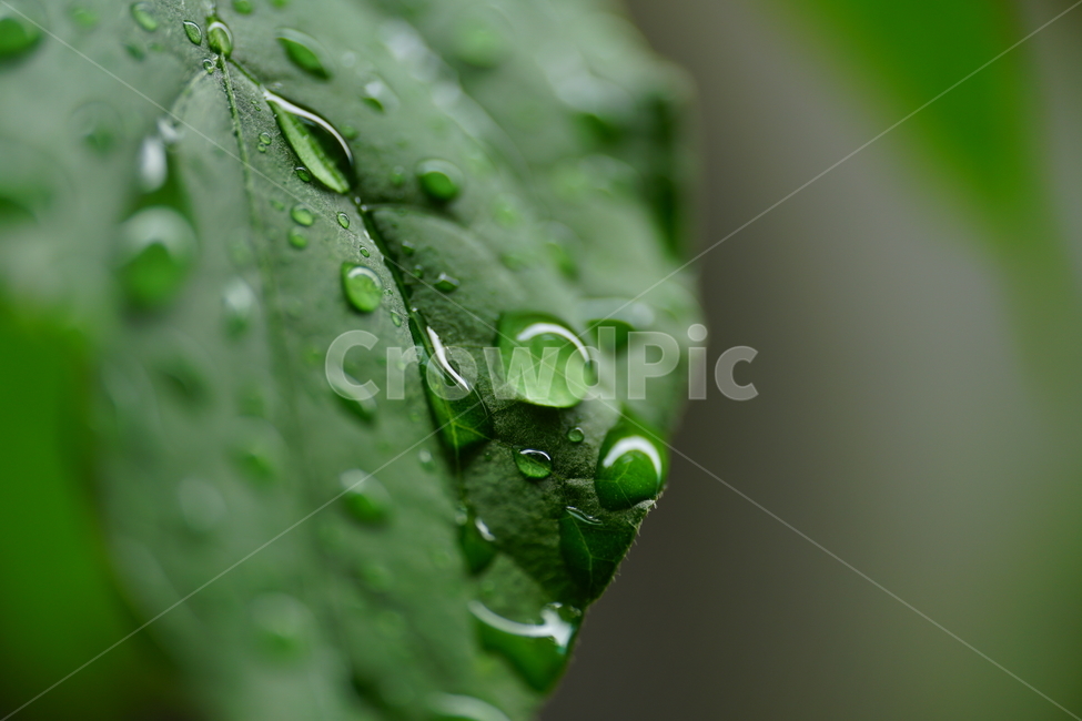 물방울,이슬,식물,풀,풀잎,자연,접사,클로즈업,풍경,waterdrop,dewdrop,빗물,nature,plant,plants,landscape,macro,closeup,이파리,식물,자연,plants,nature