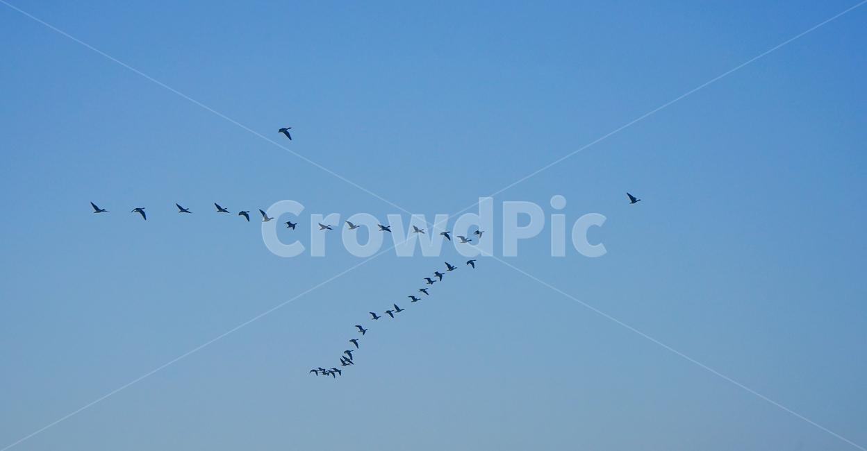 철새,겨울,새,동물,이동,비행,animal,flock,대군,bird
