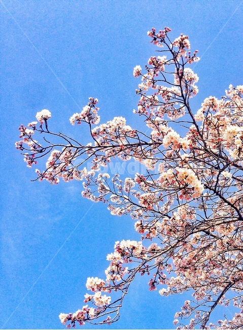 봄,꽃,spring,flower,하늘,sky,자연,nature,감성사진,감성,emotion,나무,tree,봄꽃,벚꽃,벚꽃나무,봄,계절,spring,season,식물,자연,plants,nature,꽃,flower,plant,blossom