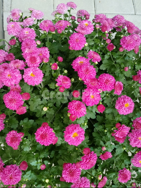 국화,plant,flower,꽃,식물,소국,식물,자연,plants,nature,꽃,flower