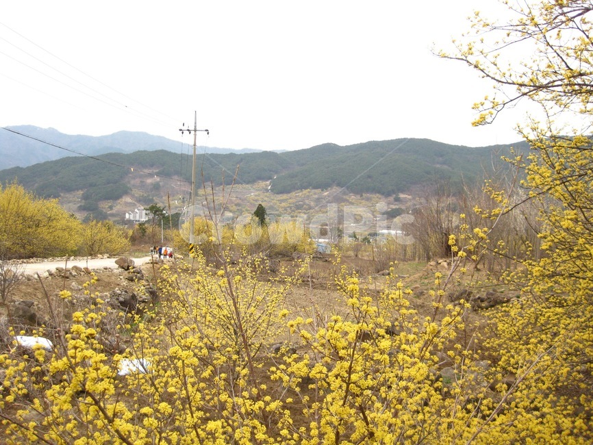 봄,봄꽃,꽃,yellow,노랑,산수유,산수유꽃,꽃송이,구례,봄,계절,spring,season