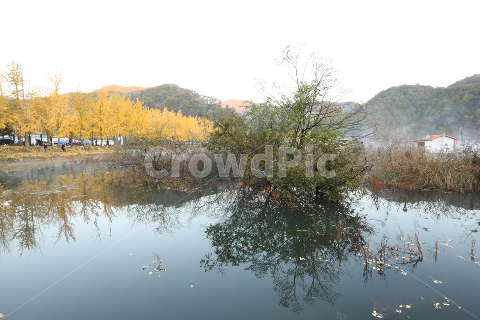 은행나무,나무,산,물,안개,가을,계절,fall,autumn,season,자연,풍경,nature,landscape,water,land,땅,outdoors,옥외