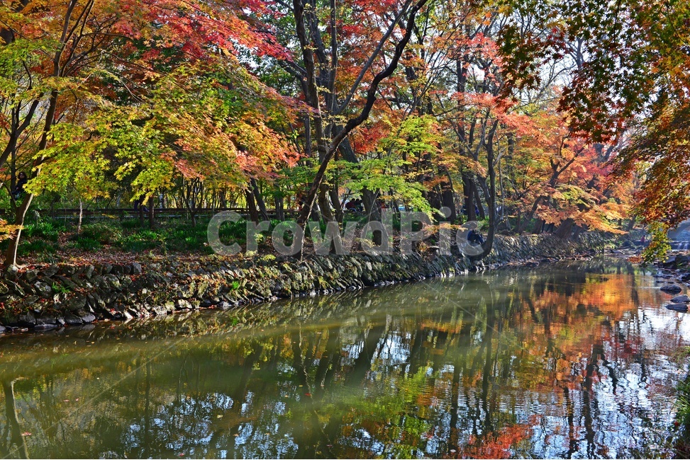 전북,고창,선운사,계곡,가을,단풍,빨강,녹색,도솔천,nature,자연,outdoors,옥외,land,땅,tree,나무,plant,식물,water,물,가을,계절,fall,autumn,season,자연,풍경,nature,landscape