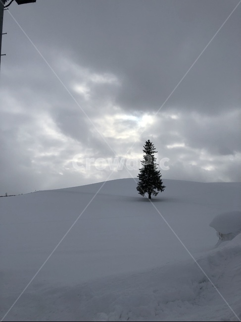 tree,나무,plant,식물,전나무,크리스마스,크리스마스트리,삿포로,겨울나무,겨울,눈,겨울,계절,winter,season,자연,풍경,nature,landscape