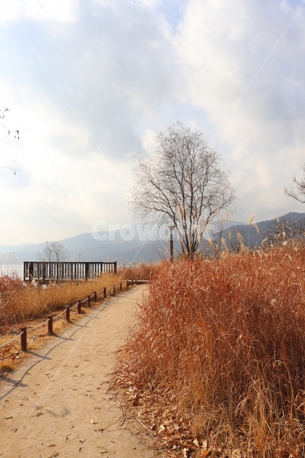 가을,풍경,나무,하늘,갈대,길,가을,계절,fall,autumn,season,자연,풍경,nature,landscape,한국자연풍경,한국자연경관,korea nature landscape,ground,바닥