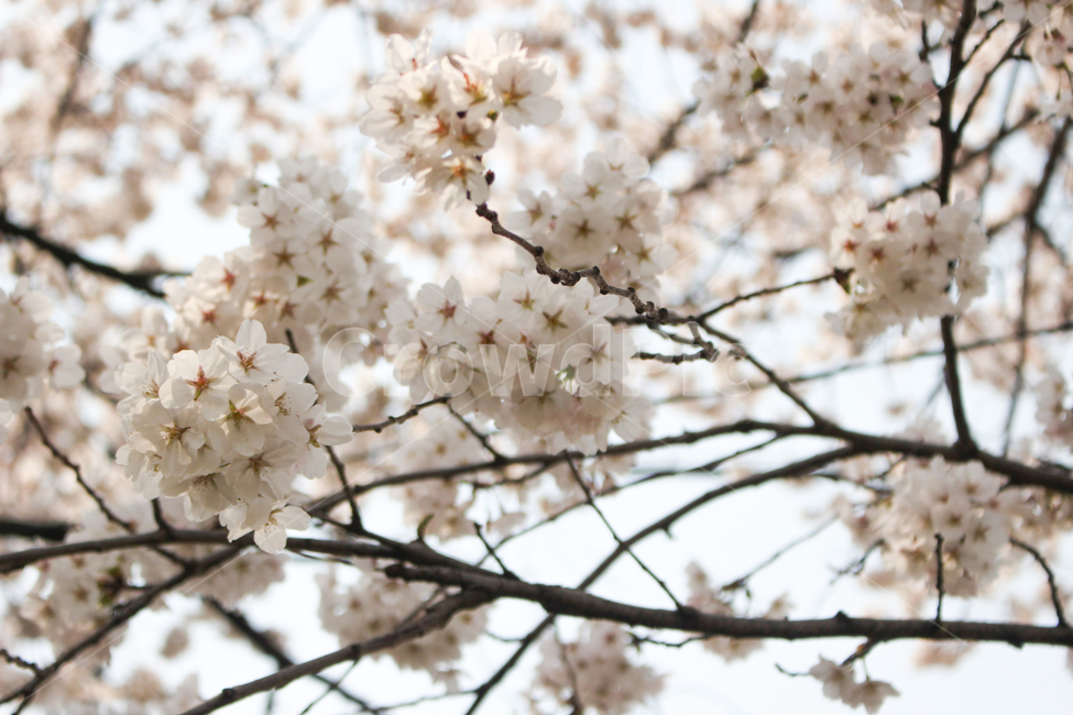 벚꽃,벚꽃나무,꽃잎,벚꽃잎,봄꽃,봄,spring,벚나무,white,벚꽃놀이,벚꽃축제,봄소풍,봄나들이,나들이,소풍,공원,park,식물,나무,cherryblossom,blossom,꽃