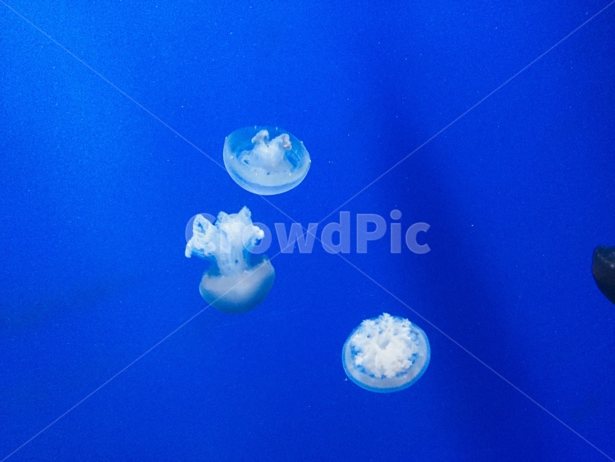 해파리,jellyfish,물고기,아쿠아리움,파란색
