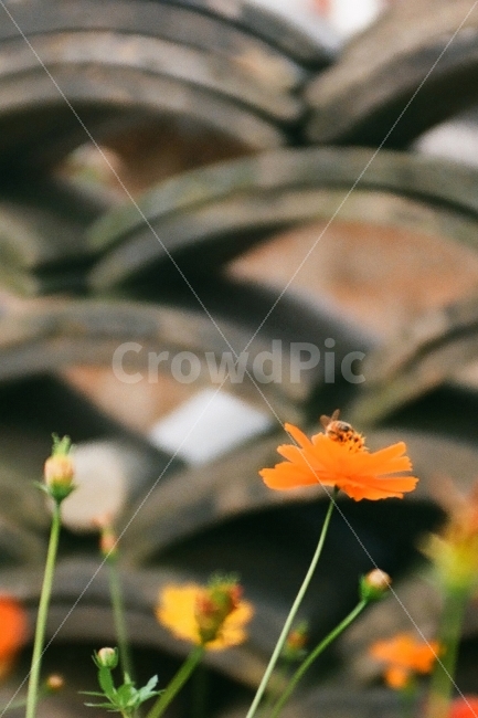 금계국,금계화,꽃,벌,기왓장,필름사진,식물,자연,plants,nature,꽃,flower,동물,animal,곤충,벌레,insect,bug,감성,sensible,feeling