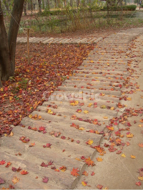 길,낙옆,가을,나무,단풍,붉은,산책,공원,way,leave,autumn,maple,walking,park,red